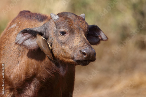 Obraz na plátně Kaffernbüffel und Rotschnabel-Madenhacker / African buffalo and Red-billed oxpecker / Syncerus caffer et Buphagus erythrorhynchus
