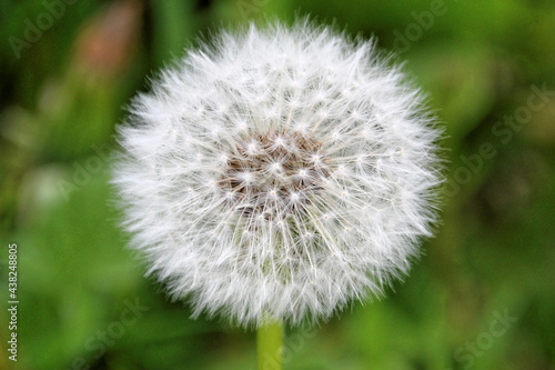 Dandelion close up