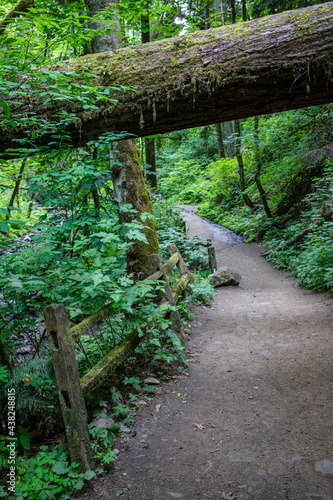 Wildwood hiking trail in Portland