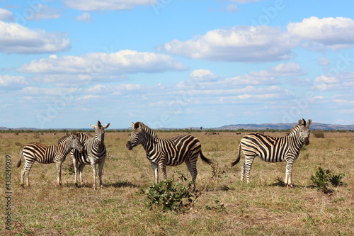 Steppenzebra / Burchell's zebra / Equus burchellii....