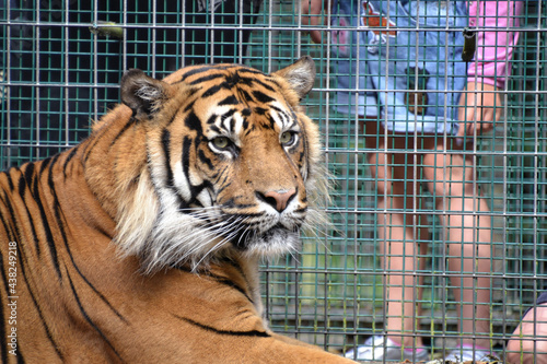 tiger watching 