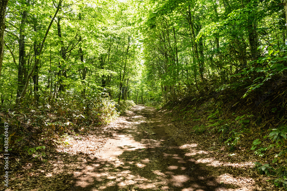 Fototapeta premium 日本 船形山ブナ新緑で木漏れ日の林道