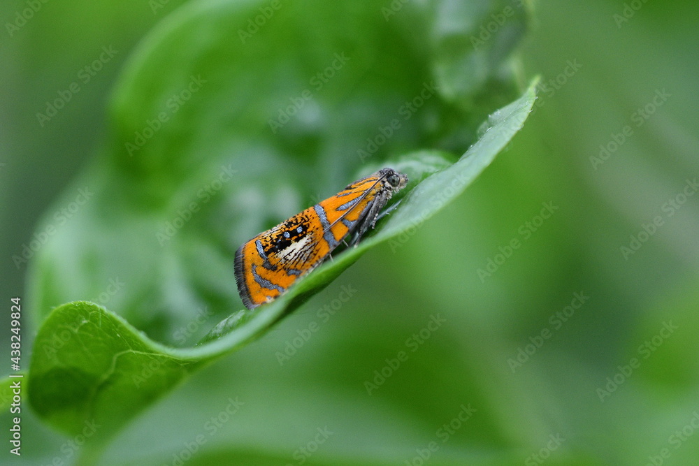 Prachtwickler (Olethreutes arcuella)