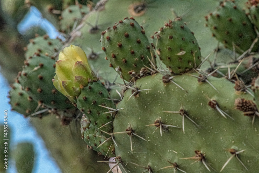 cactus cactus