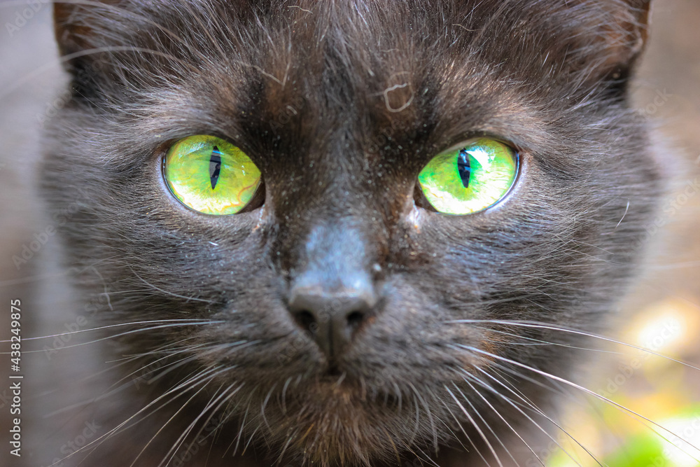 A beautiful black cat with bright green eyes, thin black pupils, long mustache.
