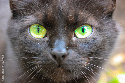 Fototapeta Naklejka Na Ścianę i Meble -  A beautiful black cat with bright green eyes, thin black pupils, long mustache.