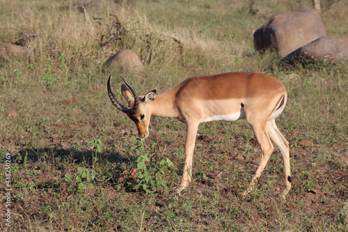 Schwarzfersenantilope / Impala / Aepyceros melampus...