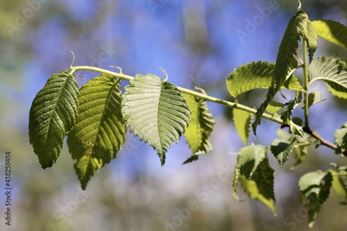 Leaves of an American elm, Ulmus americana