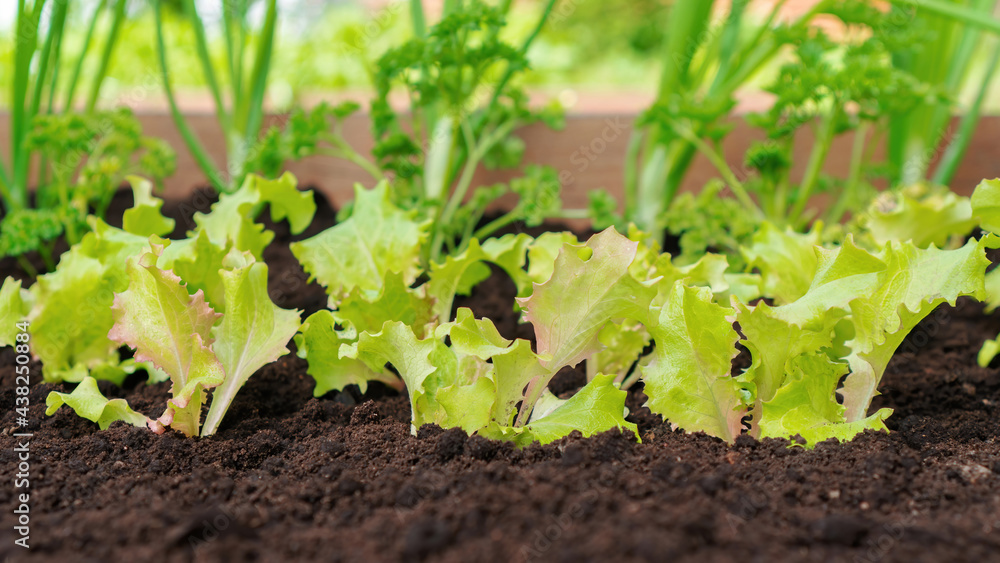 Fresh greens. Lettuce, parsley and leeks grow in a garden bed of black soil. Growing organic vegetables, greens and leaf vegetable for a healthy vegetarian diet. Fresh greens. Lettuce, parsley and leeks grow in a garden bed of black soil. Growing organic vegetables, greens and leaf vegetable for a healthy vegetarian diet.