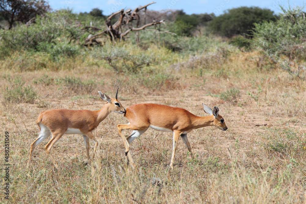 Fototapeta premium Afrikanischer Steinbock / Steenbok / Raphicerus campestris.