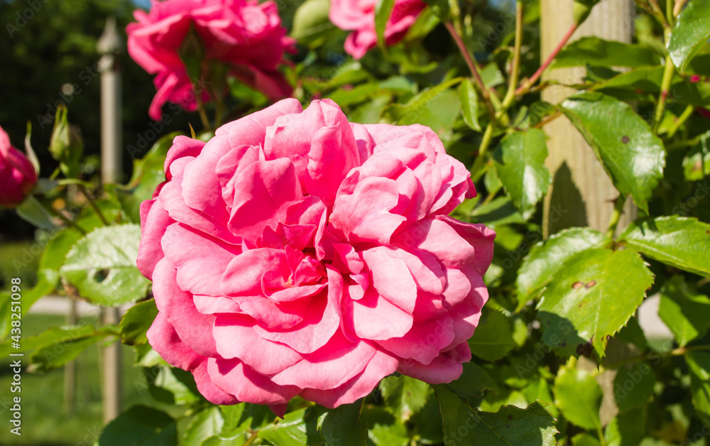 Close up of beautiful flower pink, crimson rose blossom in nature garden with branch and green leaves, blurry background. Rogaska Slatina,Slovenia.