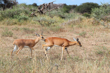 Wandcirkels Antilope Afrikaanse steenbok in droog grasland  © Ludwig
