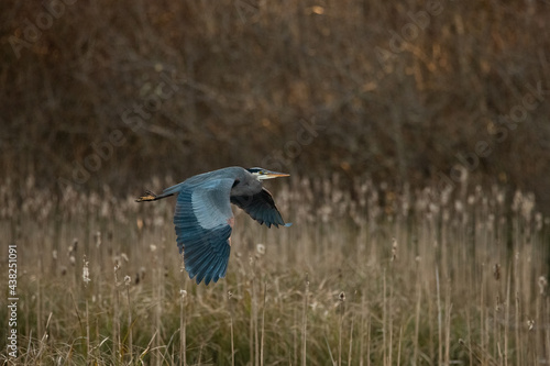great blue heron in flight