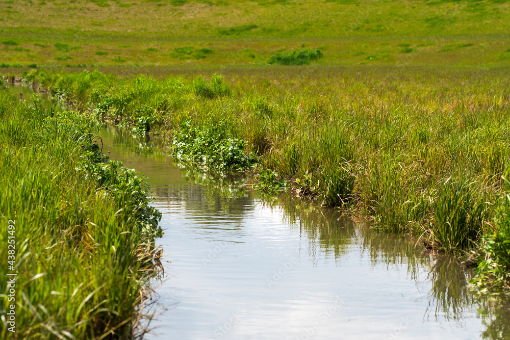 Small stream in a summer meadow Small stream in a summer meadow
