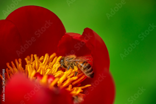 Bee in a Peony photo