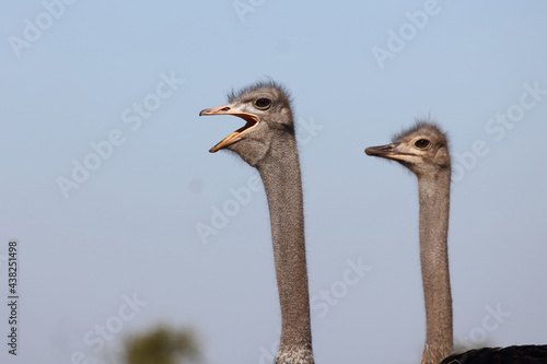 Strauß / Ostrich / Struthio camelus photo