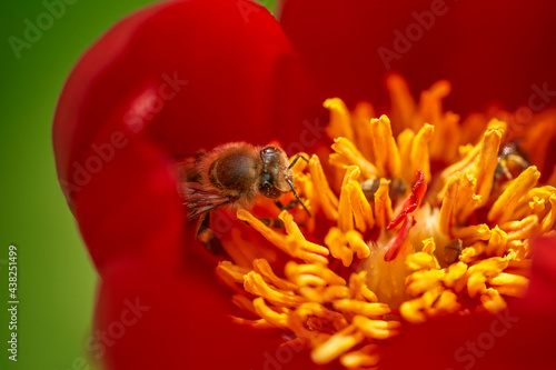 Bee in a Peony photo