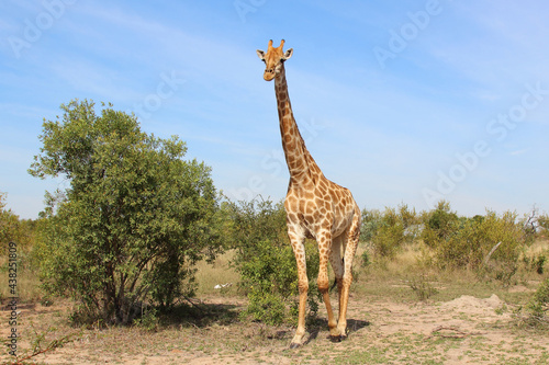 Photography Giraffe / Giraffe / Giraffa camelopardalis