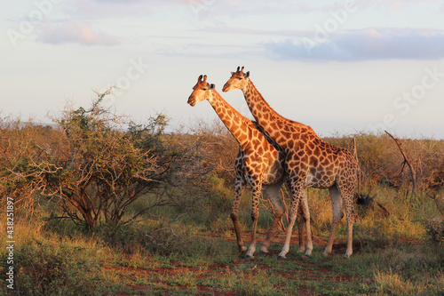 Photography Giraffe / Giraffe / Giraffa camelopardalis