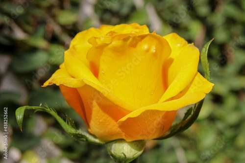 single yellow rose © Jorge
