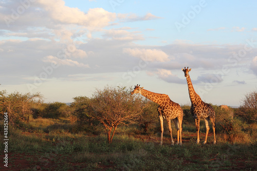 Photography Giraffe / Giraffe / Giraffa camelopardalis