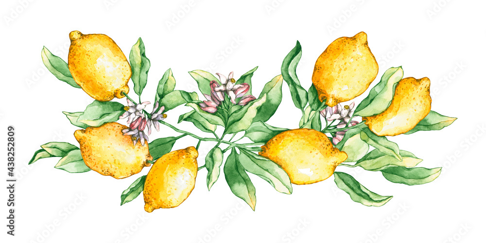 Obraz premium Watercolor lemon branche with flowers. Hand drawn illustration is isolated on white. Bright composition is perfect for natural design, label, poster, linens, wedding invitation, greeting card