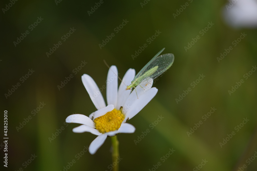 Obraz premium insecto posado en una margarita en el campo