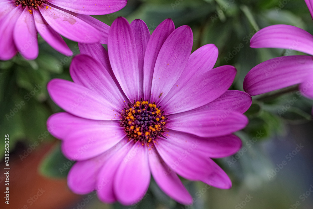 close up of pink flower close up of pink flower