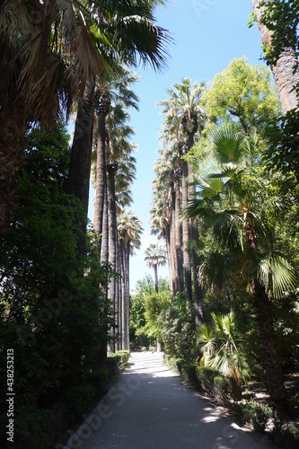 Athens palm trees 