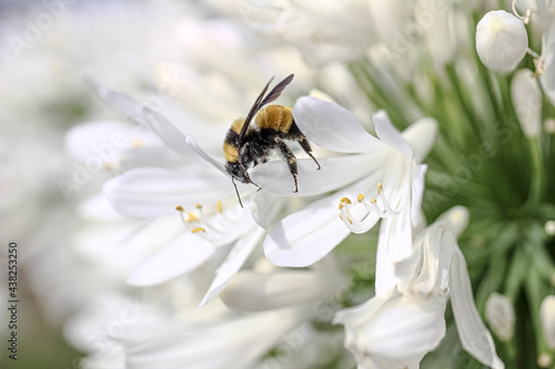 fly on flower