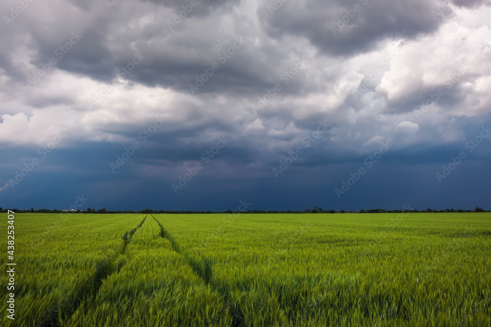 Green Wheat Field with Road and Stormy Cloudy Sky. Dramatic Landscape. Composition of Nature