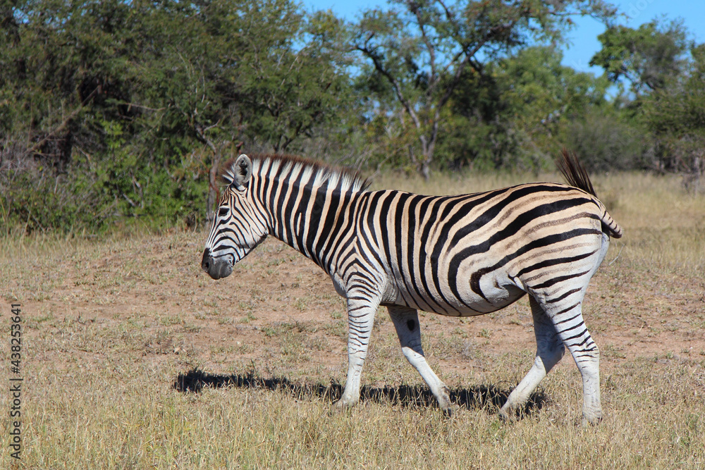 Steppenzebra / Burchell's zebra / Equus burchellii Steppenzebra / Burchell's zebra / Equus burchellii