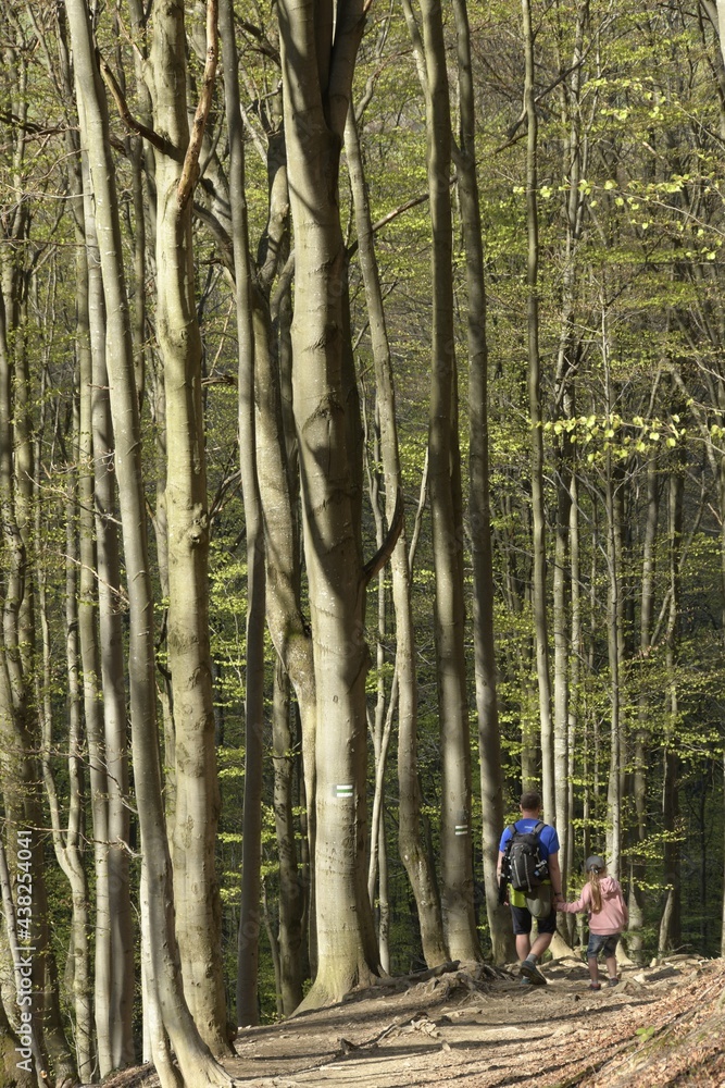 Fototapeta premium Spring trip to Bieszczady mountain with a kid. Parent with child in the forest. 