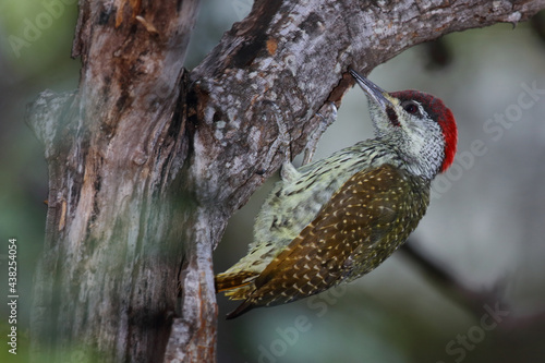 Namaspecht / Bearded woodpecker / Chloropicus namaquus photo