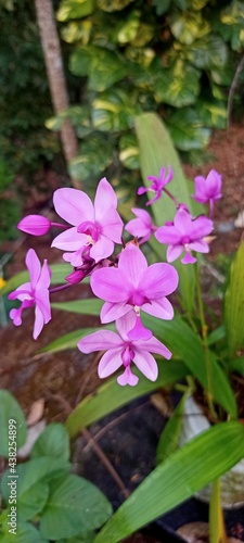 beautyful Orchid flower with natural background. Selective focus 