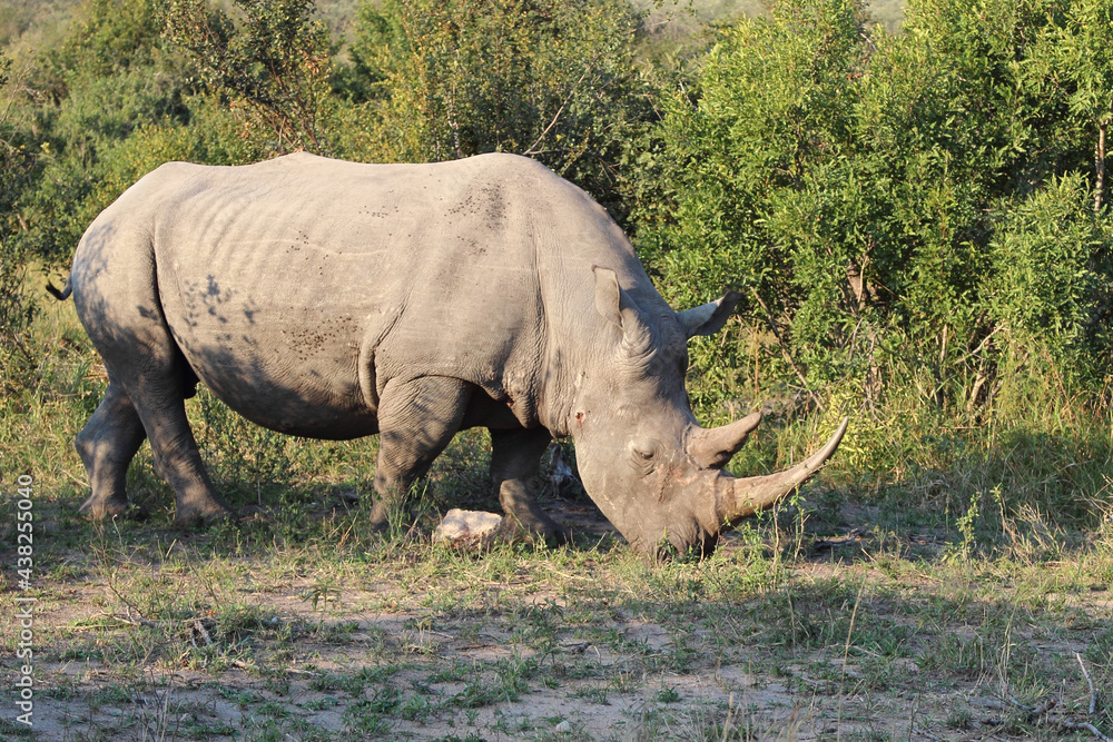 Fototapeta premium Breitmaulnashorn / Square-lipped rhinoceros / Ceratotherium Simum