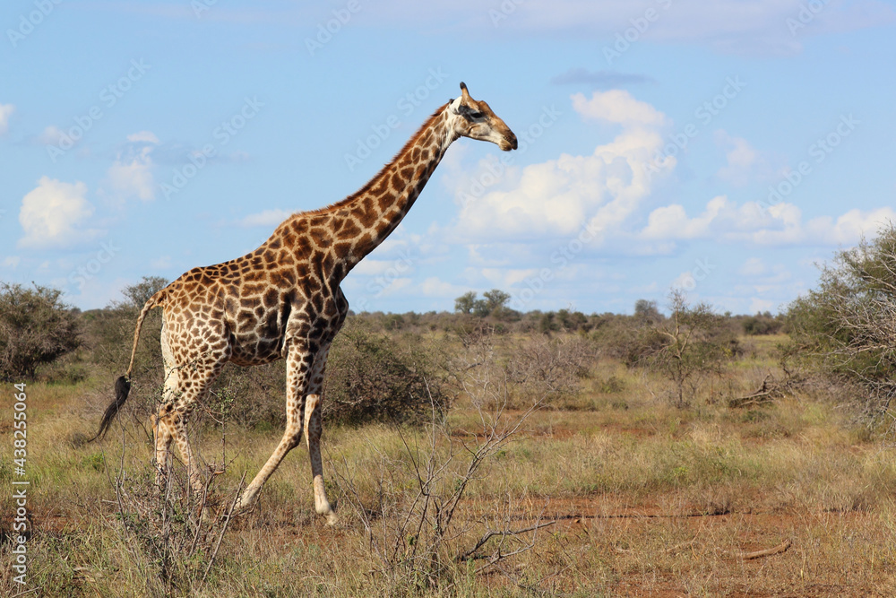 Giraffe / Giraffe / Giraffa camelopardalis Giraffe / Giraffe / Giraffa camelopardalis