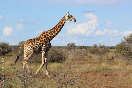 Giraffe / Giraffe / Giraffa camelopardalis