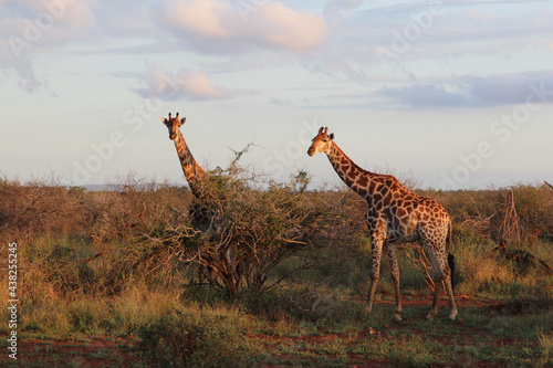 Photography Giraffe / Giraffe / Giraffa camelopardalis
