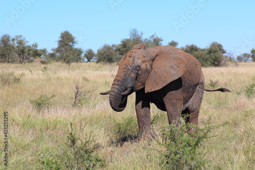 Afrikanischer Elefant   African elephant   Loxodonta africana...