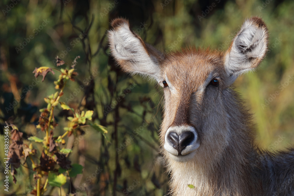 Wasserbock / Waterbuck / Kobus ellipsiprymnus Wasserbock / Waterbuck / Kobus ellipsiprymnus