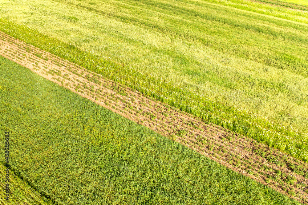 Aerial view of green agricultural fields in spring with fresh vegetation after seeding season on a warm sunny day. Aerial view of green agricultural fields in spring with fresh vegetation after seeding season on a warm sunny day.