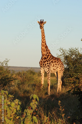 Giraffe / Giraffe / Giraffa camelopardalis