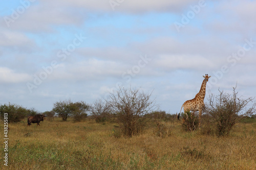 Photography Giraffe / Giraffe / Giraffa camelopardalis