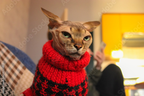 Portrait of a beautiful serious Canadian Sphynx cat with green eyes wearing in a red knit sweater close-up. Warm clothing for hairless animals at cold fall, winter season. Cat in a modern interior. photo