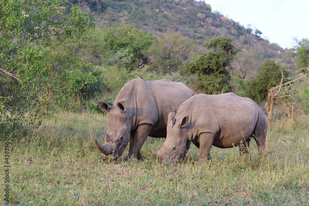 Obraz premium Breitmaulnashorn und Rotschnabel-Madenhacker / Square-lipped rhinoceros and Red-billed oxpecker / Ceratotherium Simum et Buphagus erythrorhynchus