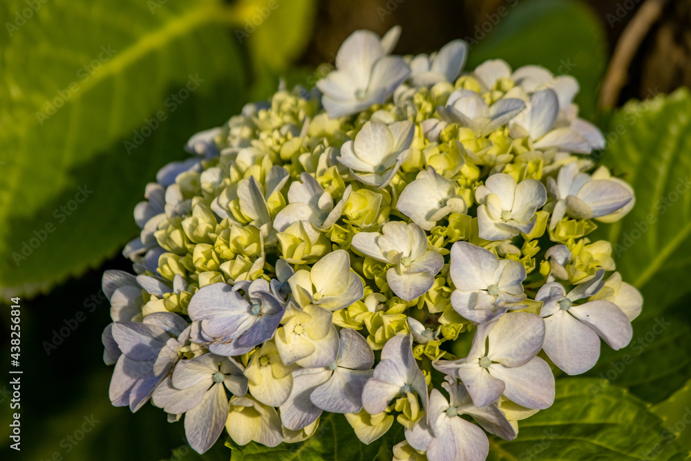Hydrangea in blooming season, blue and white flower, at Azores islands.