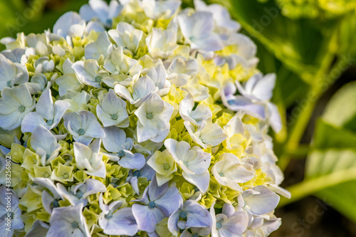 Hydrangea in blooming season, blue and white flower, at Azores islands. © Ayla Harbich