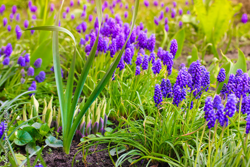 Fototapeta Naklejka Na Ścianę i Meble -  Blue blooming flower buds of Mouse hyacinth in spring garden. A mouse hyacinths.