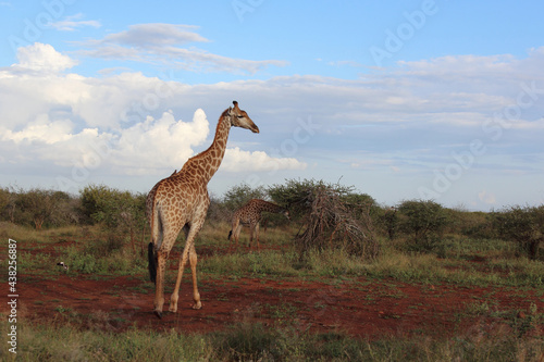 Photography Giraffe / Giraffe / Giraffa Camelopardalis